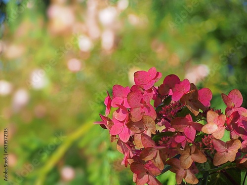 Hydrangea paniculata ‘Mega Mindy’ – compact panicled hydrangea with upright white flowers turning deep pink in late summer, ornamental shrub ideal for borders, hedges and landscaping projects