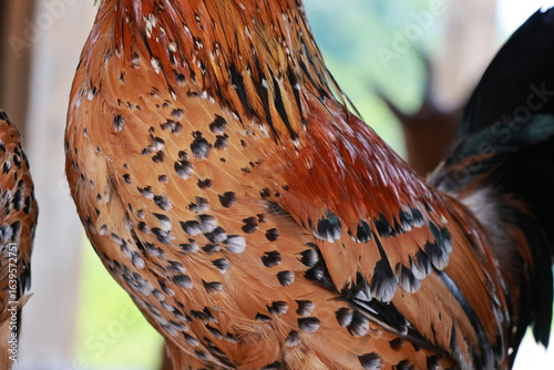 close up rooster