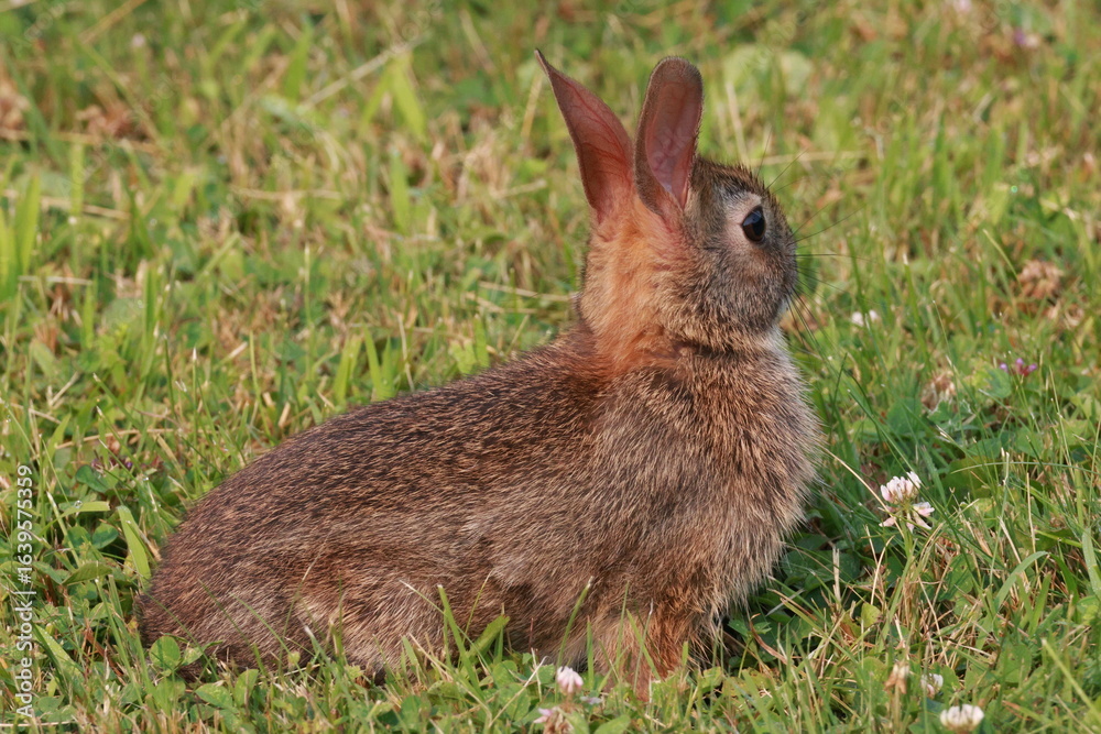 Fototapeta premium Alert Cottontail