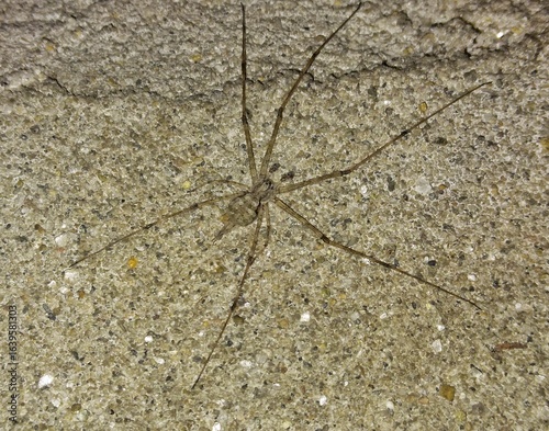Camouflaged Spider on Rough Concrete Wall – Top View Macro Shot