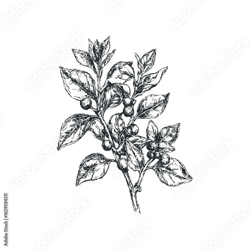 Hand Drawn Sketch of a Berry Branch with Leaves and Berries