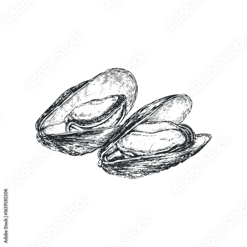 Sketch of Two Mussels in Shells