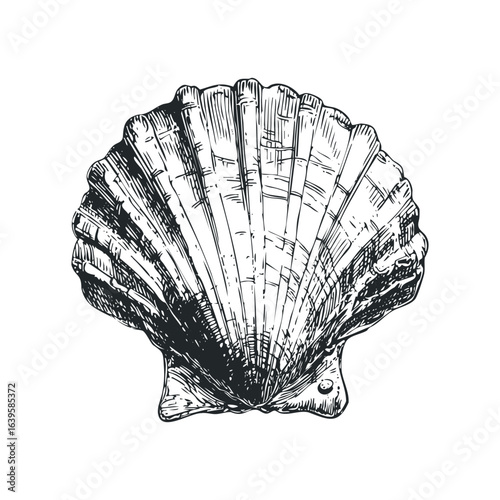 Black and White Sketch of a Scallop Shell on White Background