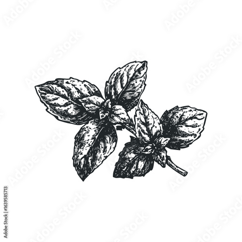 Ink drawing of a basil sprig on a white background