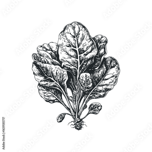 Detailed Black and White Rendering of Fresh Spinach Plant with Roots