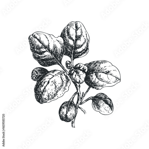 Ink drawing of a basil plant sprig with detailed leaves and buds