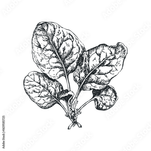 Hand drawn sketch of fresh spinach leaves with detailed texture