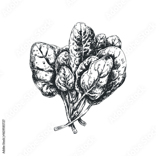 Detailed sketch of fresh spinach leaves with visible water droplets