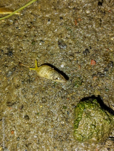 A tiny yellow slug crawling slowly on wet muddy ground during a rainy night, illuminated by flash