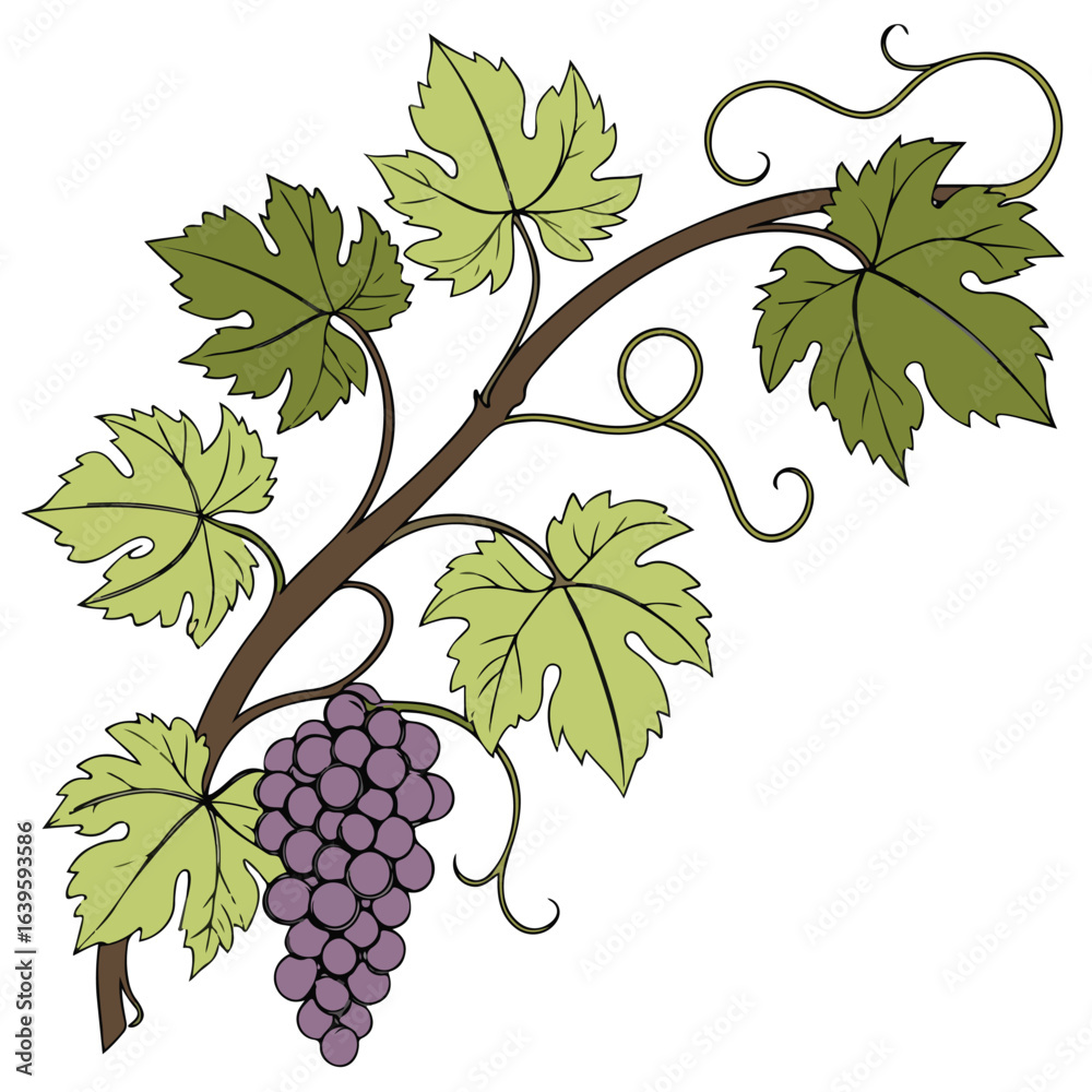 Obraz premium Vector illustration of ripe purple grapes on a vine, symbolizing fresh harvest, nutrition, and natural agriculture