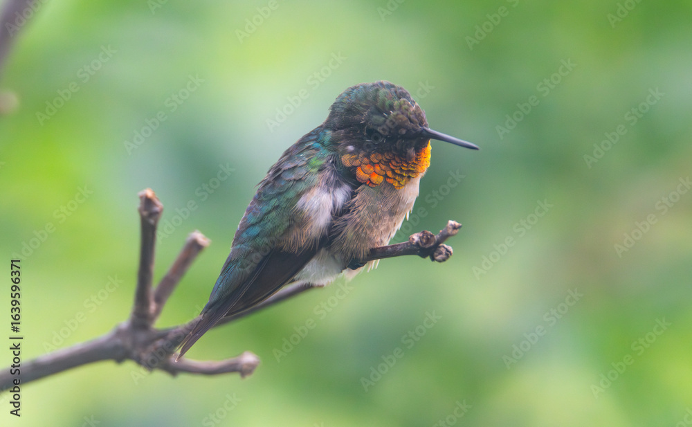 Fototapeta premium Ruby-throated hummingbird perched on branch