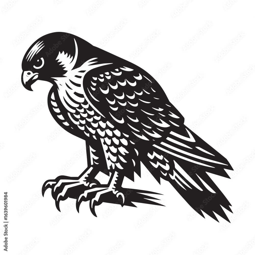 Fototapeta premium Black Falcon Bird of Prey Perched with Sharp Talons and Detailed Feathers on White Background raptor