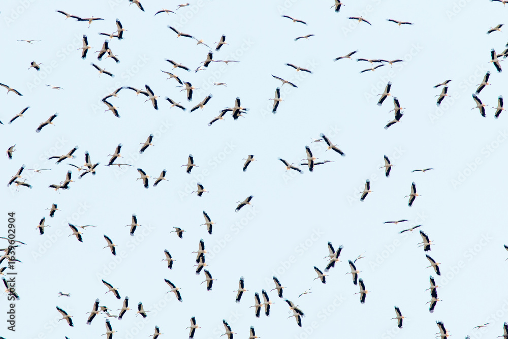 Fototapeta premium birds in the sky