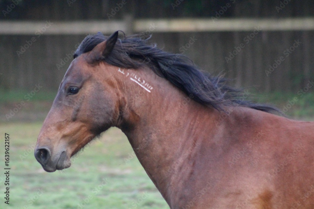 Naklejka premium Mustang Running