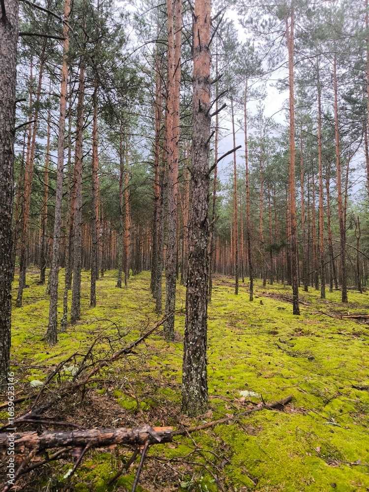 Obraz premium forest in autumn