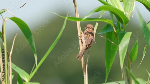 Sparrow with a Grasshopper on a Bamboo Stem
