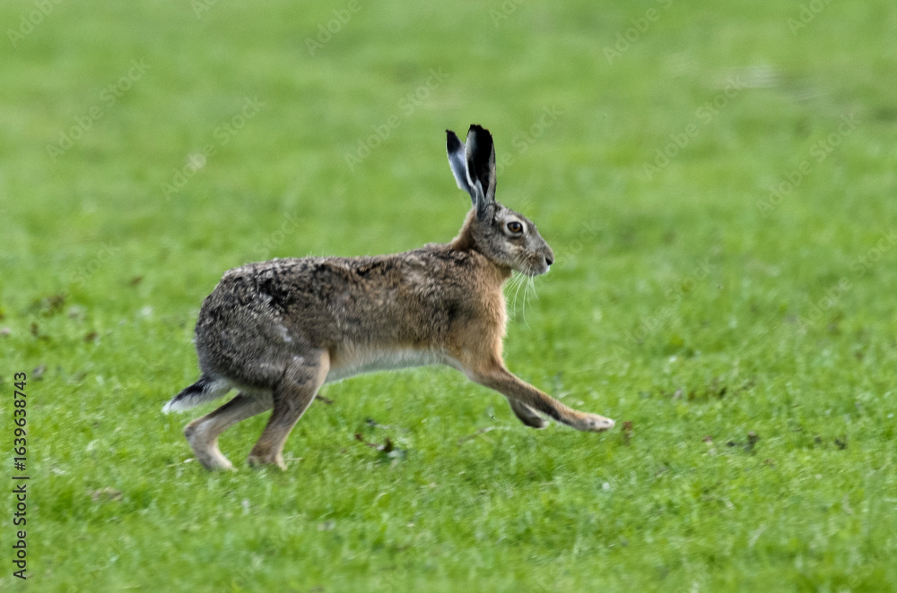 Lièvre d’Europe, Lepus europaeus, Lièvre d’Europe, Lepus europaeus,