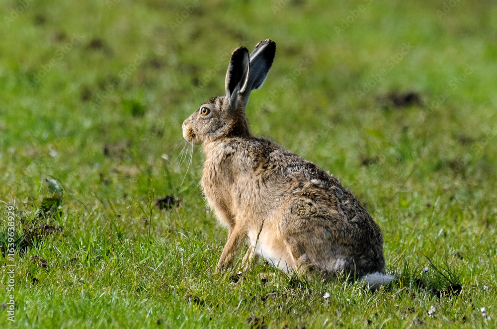 Fototapeta premium Lièvre d’Europe, Lepus europaeus,