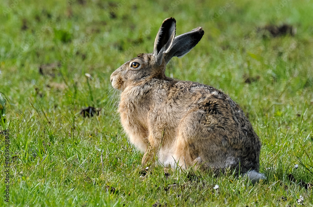 Fototapeta premium Lièvre d’Europe, Lepus europaeus,