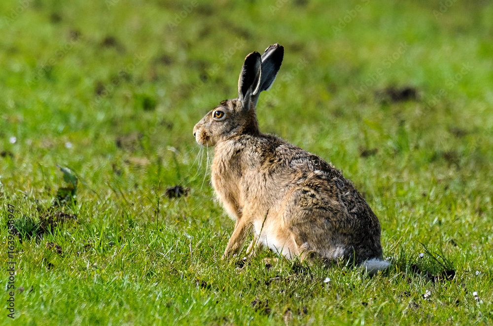 Fototapeta premium Lièvre d’Europe, Lepus europaeus,