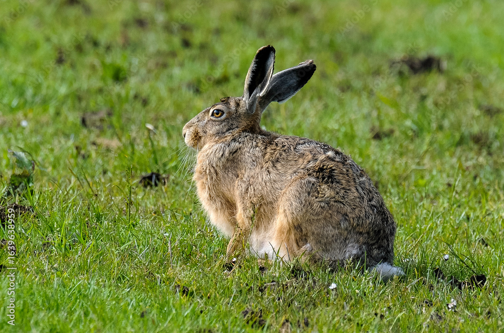 Fototapeta premium Lièvre d’Europe, Lepus europaeus,
