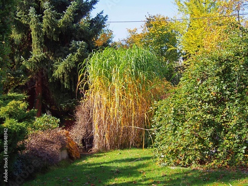 Miscanthus × giganteus giant ornamental grass in autumn, with tall golden-green foliage adding texture, height, and movement to a sunny garden landscape