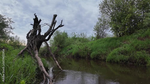 old fallen trees against the backdrop of a calm river