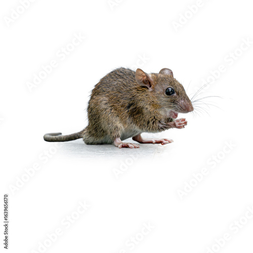 Small brown house mouse sitting and holding food with its tiny paws