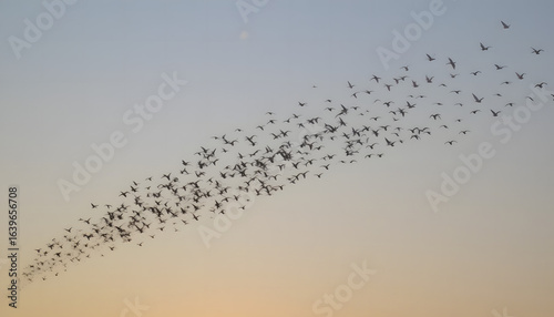Aerial Symphony: A large flock of birds gracefully soaring across a gradient sky at dusk, creating a mesmerizing spectacle of nature's elegance.