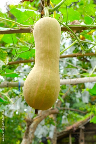 utternut squash , butternut pumpkin, cucurbita moschata labu botol or labu madu growth in the garden. Organic farm