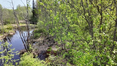 old fallen trees against the backdrop of a calm river