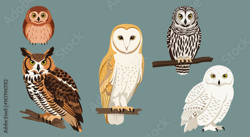 A Diverse Collection of Owl Species Showcasing Their Unique Plumage and Distinctive Features in a Peaceful Natural Setting