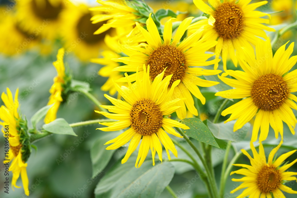 Obraz premium 満開のひまわりの花