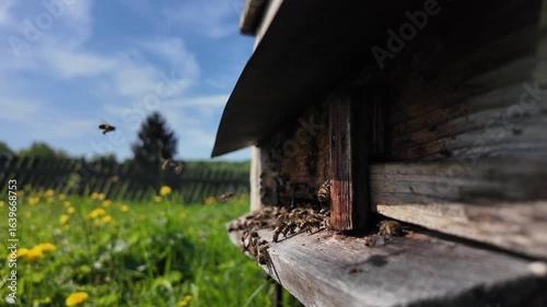 Time-lapse footage of a swarm of bees returning to the hive