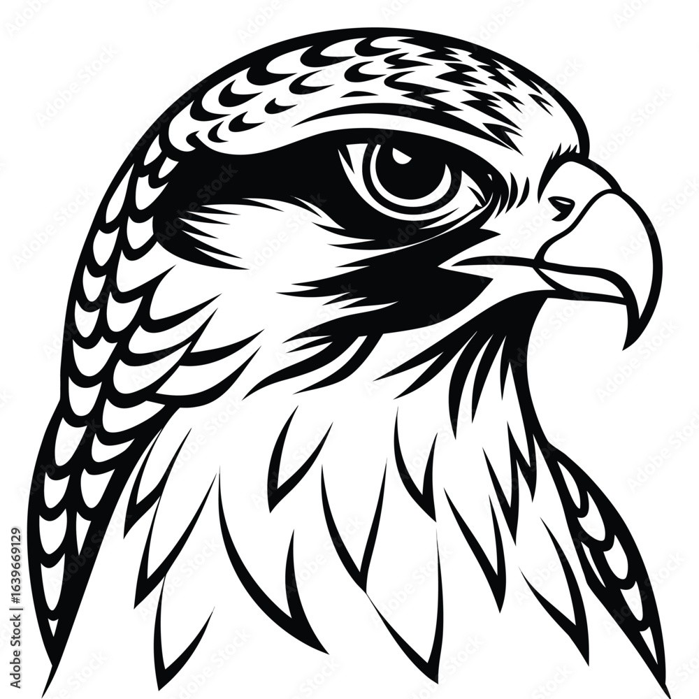 Obraz premium Vector art of detailed black and white illustration of a falcon head, isolated on white background