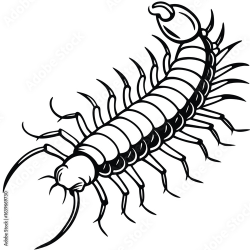 Vector art of black and white illustration of a centipede with many legs and antennae, isolated on white background