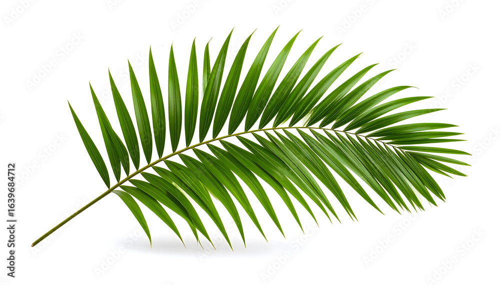 Obraz premium palm leaf isolated on white
