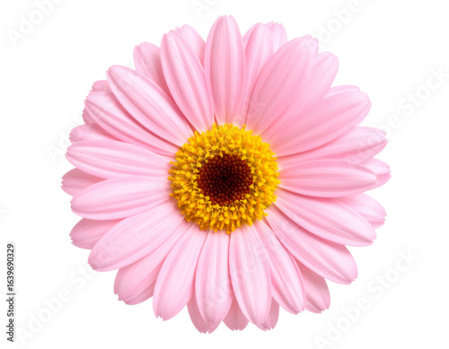 Pink Gerbera Daisy: Close-Up Flower Photography for Website & Design Projects