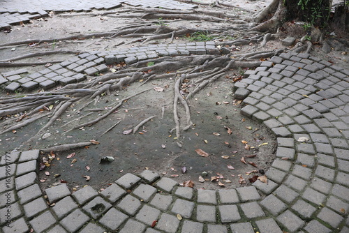 The paving blocks are damaged as tree roots grow underneath, lifting and breaking the brick arrangement, causing uneven surfaces and structural disruption over time.
