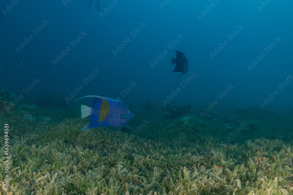 Fototapeta premium Fish swimming in the Red Sea, colorful fish