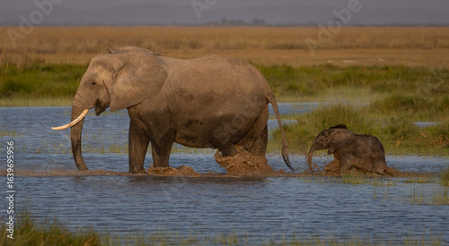Photography Elephants in Amboseli National Park, Africa