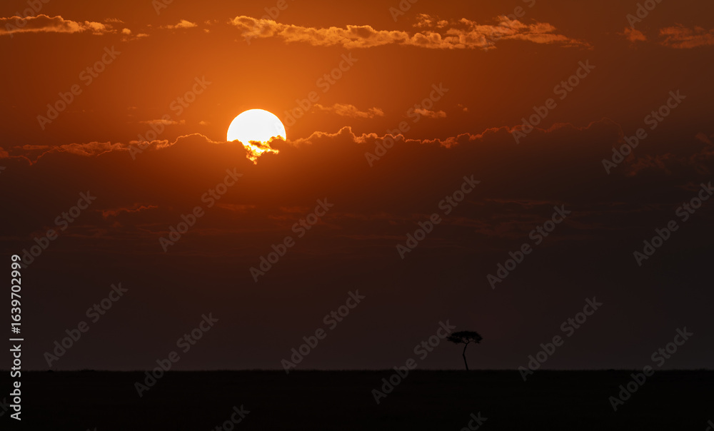 Fototapeta premium A sunset behind a tree in the Maasai Mara, Africa 