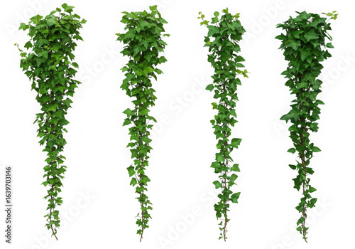 Wallpaper Mural Four cascading green hanging plants isolated on transparent background Torontodigital.ca