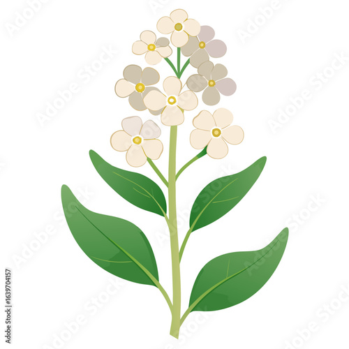 matthiola incana alba line art vector  illustration on white