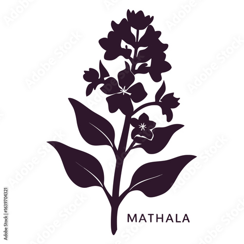matthiola incana alba silhouette on white