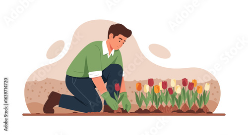 Man planting colorful tulips bulbs in garden, spring gardening illustration