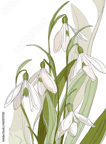 Close-up of snowdrop flowers, delicate and elegant