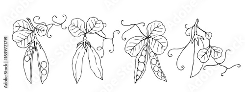 Line sketch, outline of green pea pods. Vector graphics.