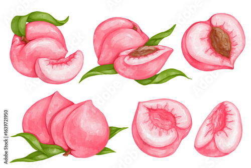 Set of juicy, ripe peach fruits and nectarine pieces. Vector graphics.