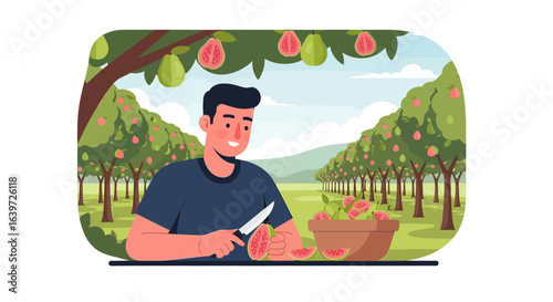 A young farmer cutting guavas in a fruit plantation setting illustration